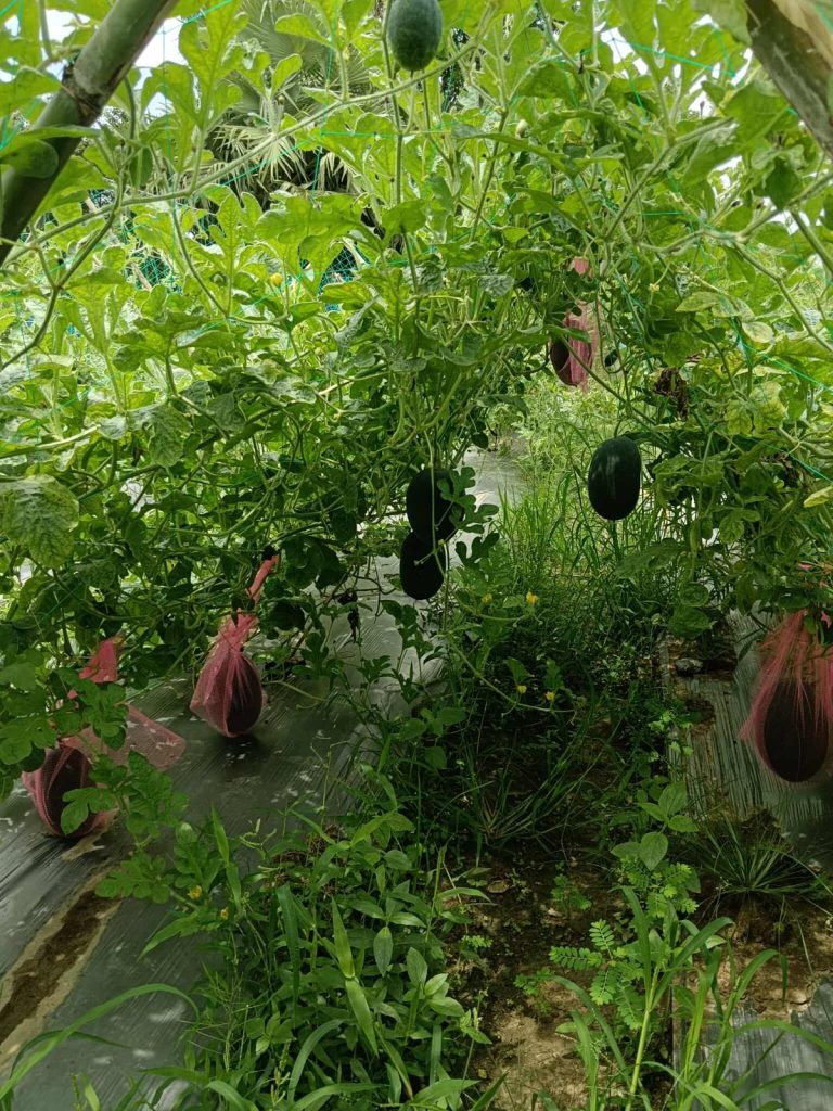 championing sustainable living